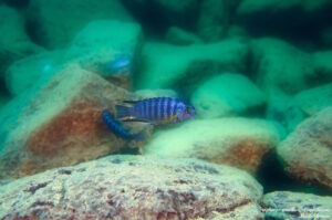 Tropheops gracilior Arten